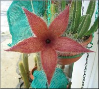 Stapelia  6